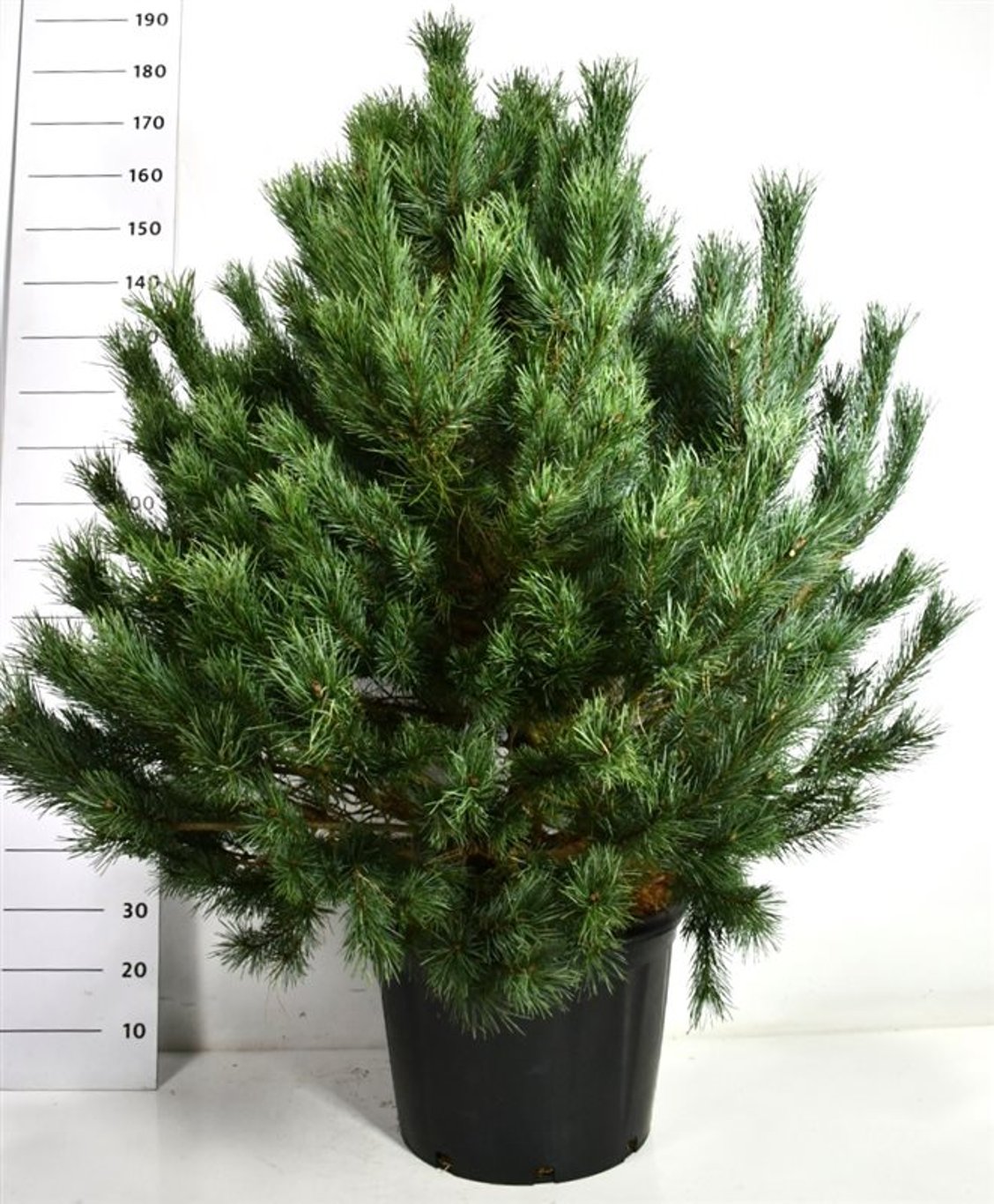 Tall – Pinus sylvestris 'Watereri' - C65 125-150 cm.